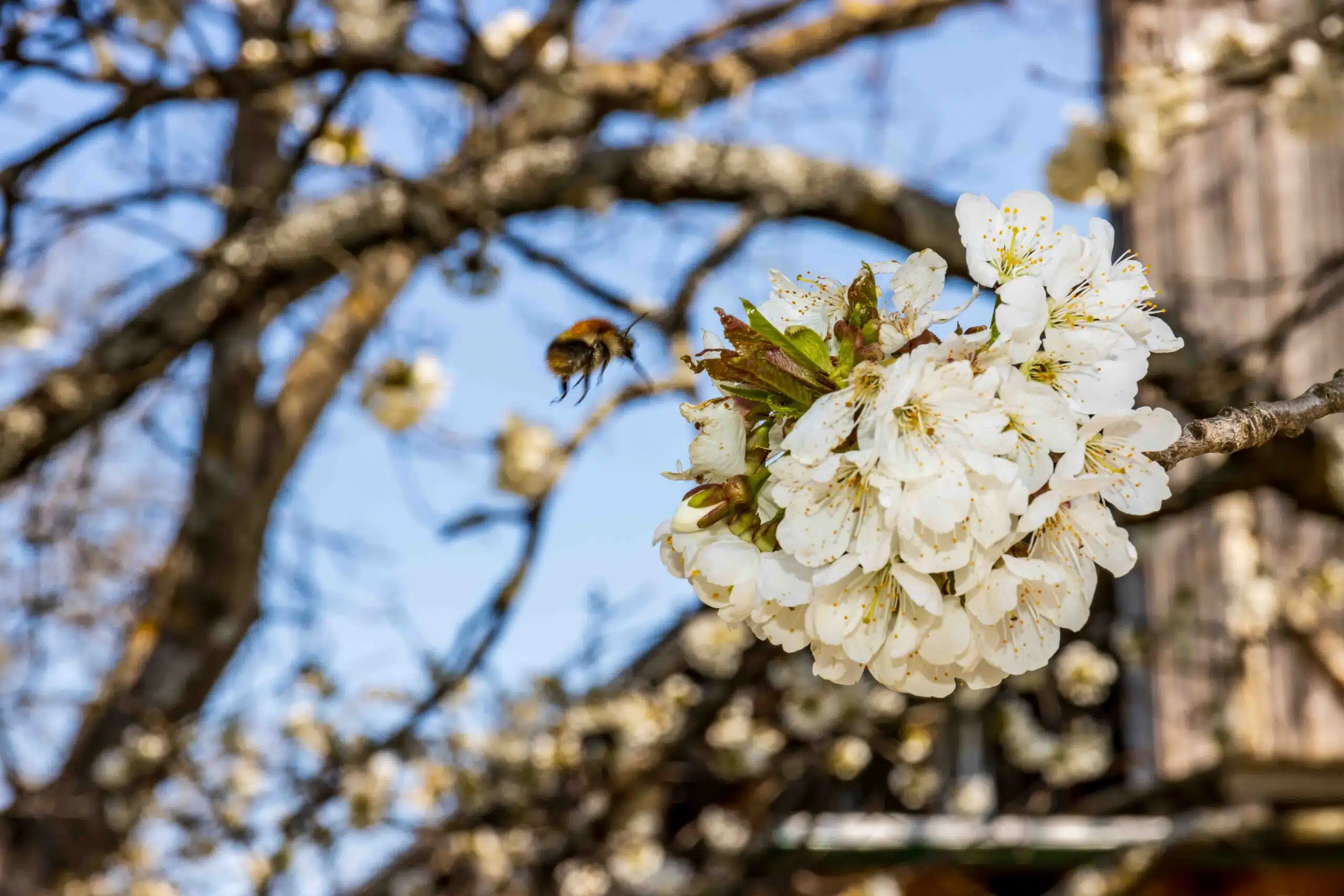 Hummel fliegt zu Kirschblüten im Frühling. Natururlaub in der Südsteiermark.